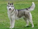 Dogs Forever シ