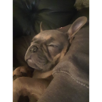 #dog ######