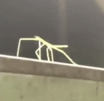 StickBug Familia