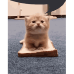 BreadCat Topia