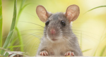 Rat Clubbbbb