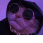 ~KittyCats~