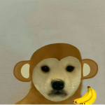 doge and monkey studio