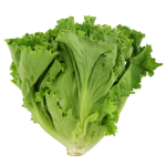 The Lettuce Army