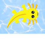 M&C axolotls