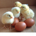 Team poussin