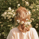 The Aesthetics Roses