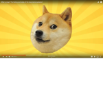 doges are best cats are okay though