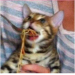 MUSHR00MSQ4D