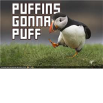epic puffins