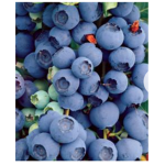 Blueberry Bloom