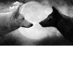 ALCATEIA DE WOLVES