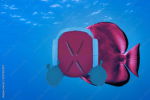 32 burplings