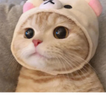 cat gang 4LIFE <3
