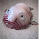 FLESH PALS