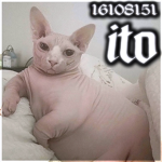 ヤ ito