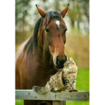 Les chevaux et les chats