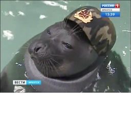 Seal homelands Training center