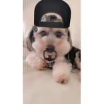 Only Dogs