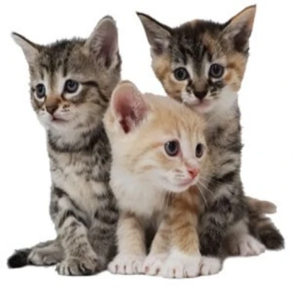 Kittens