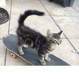 skateboarding