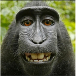 The Monke's United