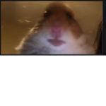 Hamster cultsssssssssss my g