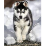Hi my name is husky