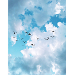 birds of a f e a t h e r
