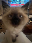 IHEARTCATSSSSSSSSZZZZ