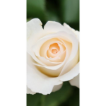 flowerxlol