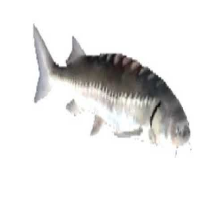Spinning fish meme Roblox decal
