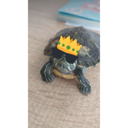 Turtle cool city