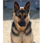 German Shepherds!