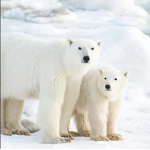 Polar bears united!!!!!!