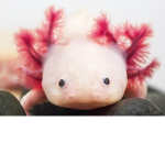 Axolotl_gang123