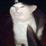 Mr potatocat