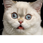 Katzen apocalypse
