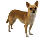 Chihuahua Fanz