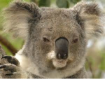 The koala squad
