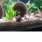 La Team Axolotls