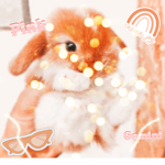 -+:Bunny’s for ever:+-