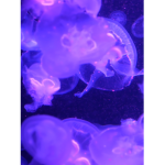 Jelly’s!