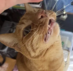Kitty goes hard