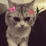 Lolo هاي