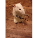 [rodents united]
