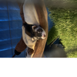 Echo The Ferret