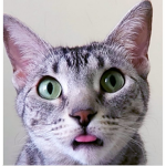 MY LIFE AS A CAT