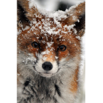 official foxy group#