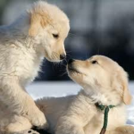 Puppy con